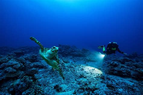 Rolex Perpetual Planet ‘Heroes of the Oceans’ Documentary